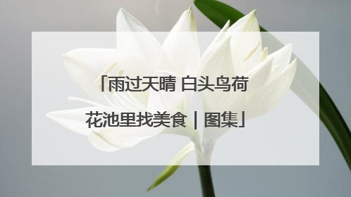 雨过天晴 白头鸟荷花池里找美食｜图集