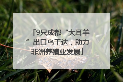 9只成都“大耳羊”出口乌干达，助力非洲养殖业发展